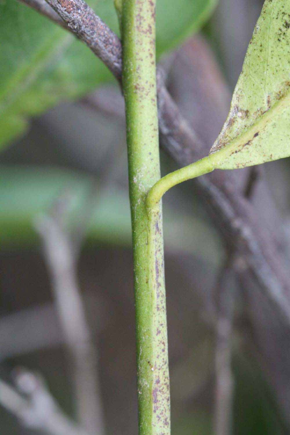            First year twig (Riverside, CA)   